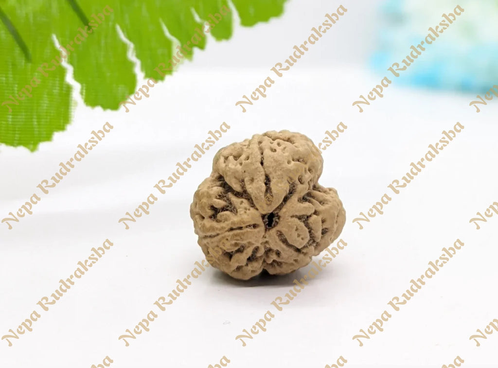 Collector sized nepali 3 mukhi rudraksha