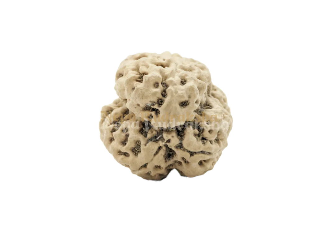 Collector sized three mukhi nepali rudraksha