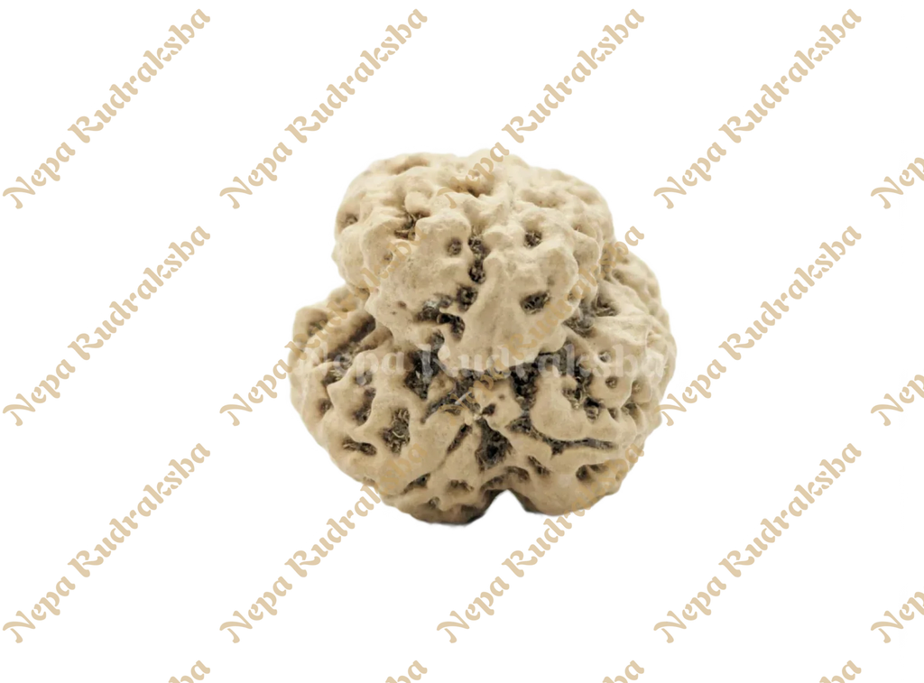 Collector sized three mukhi nepali rudraksha