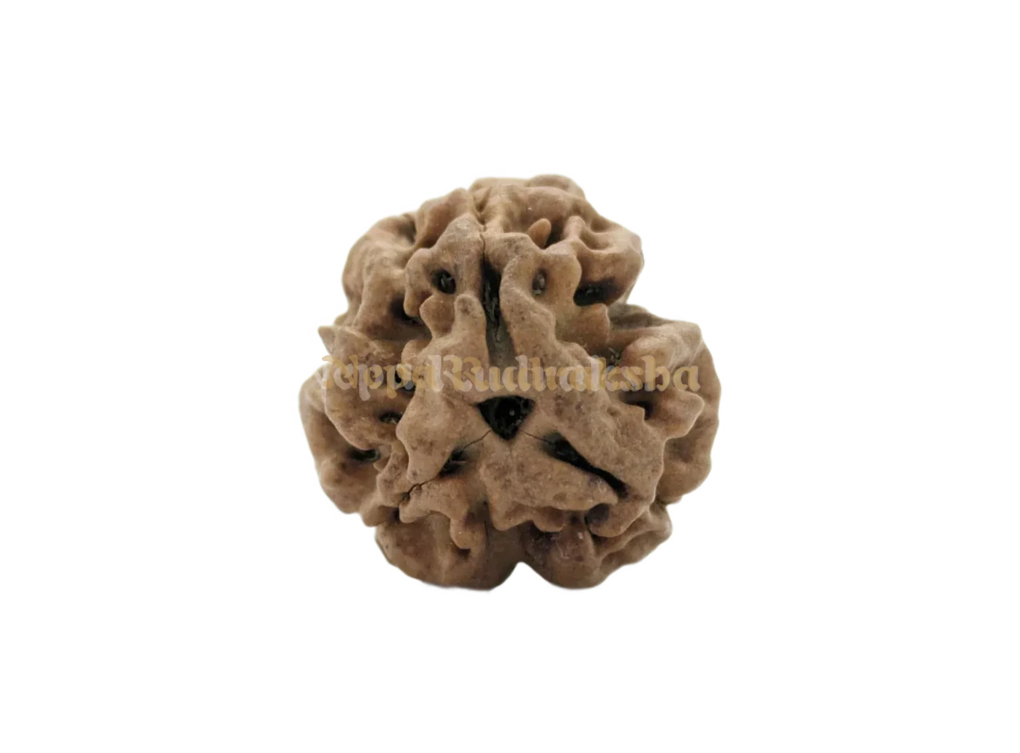 3 Mukhi (Medium) Rudraksha