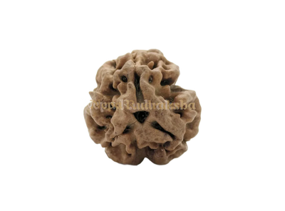 3 Mukhi (Medium) Rudraksha