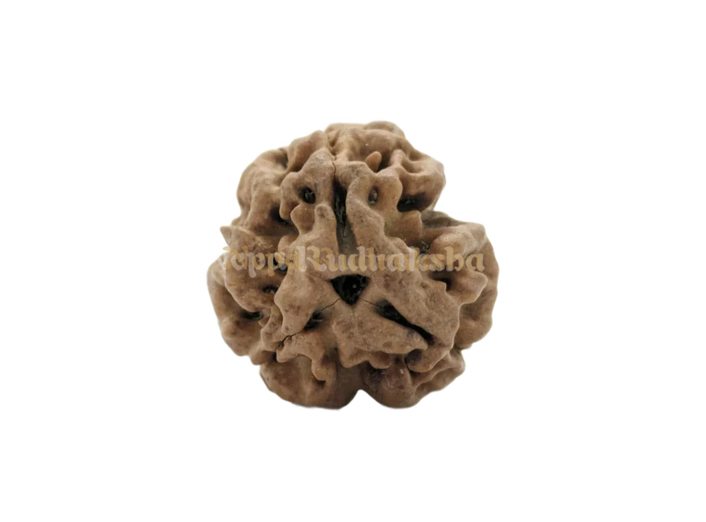 Medium sized 3 mukhi nepali rudraksha