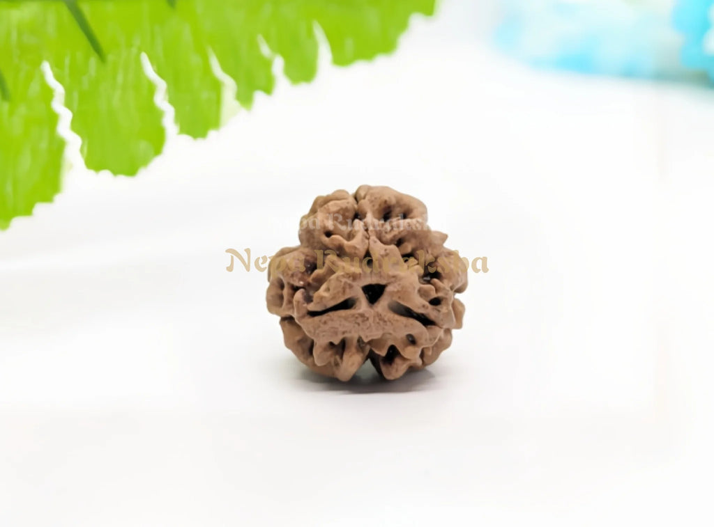 3 Mukhi nepali rudraksha medium sized