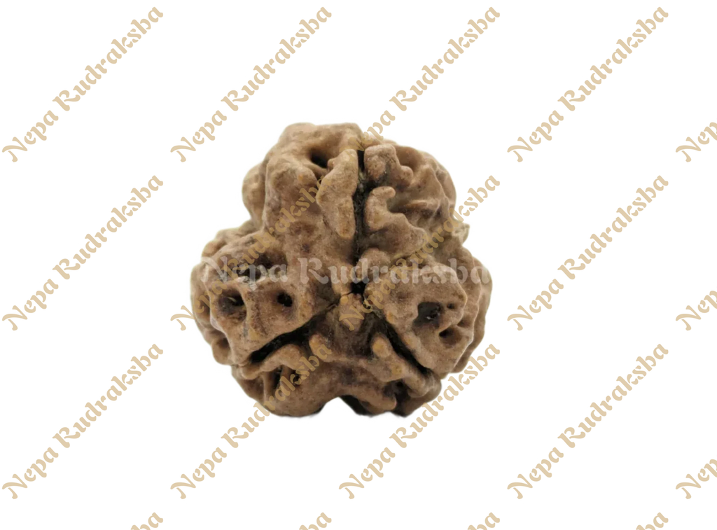 Medium sized three mukhi nepali rudraksha