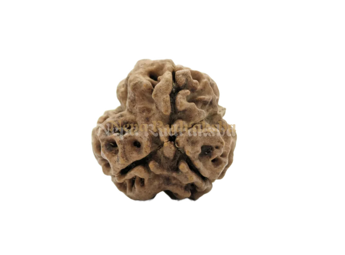 3 Mukhi (Medium) Rudraksha