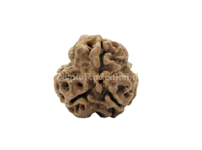 3 Mukhi (Medium) Rudraksha