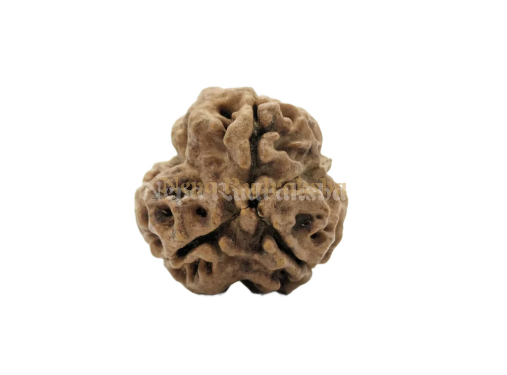 Medium sized three mukhi nepali rudraksha