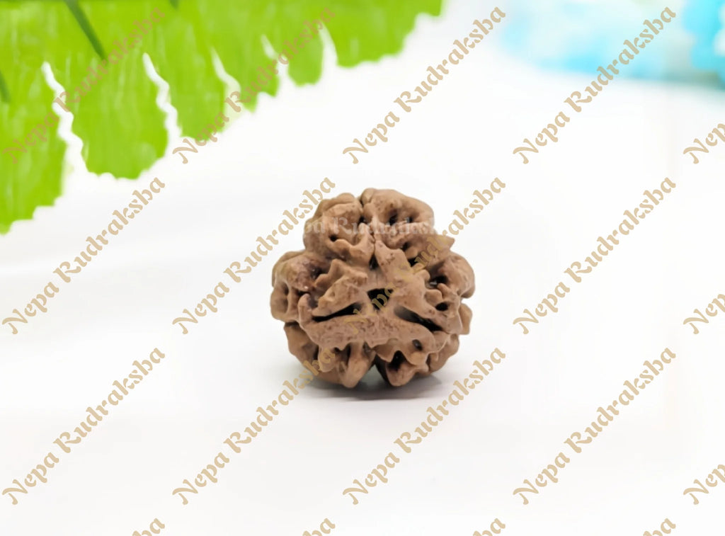 3 Mukhi nepali rudraksha medium sized