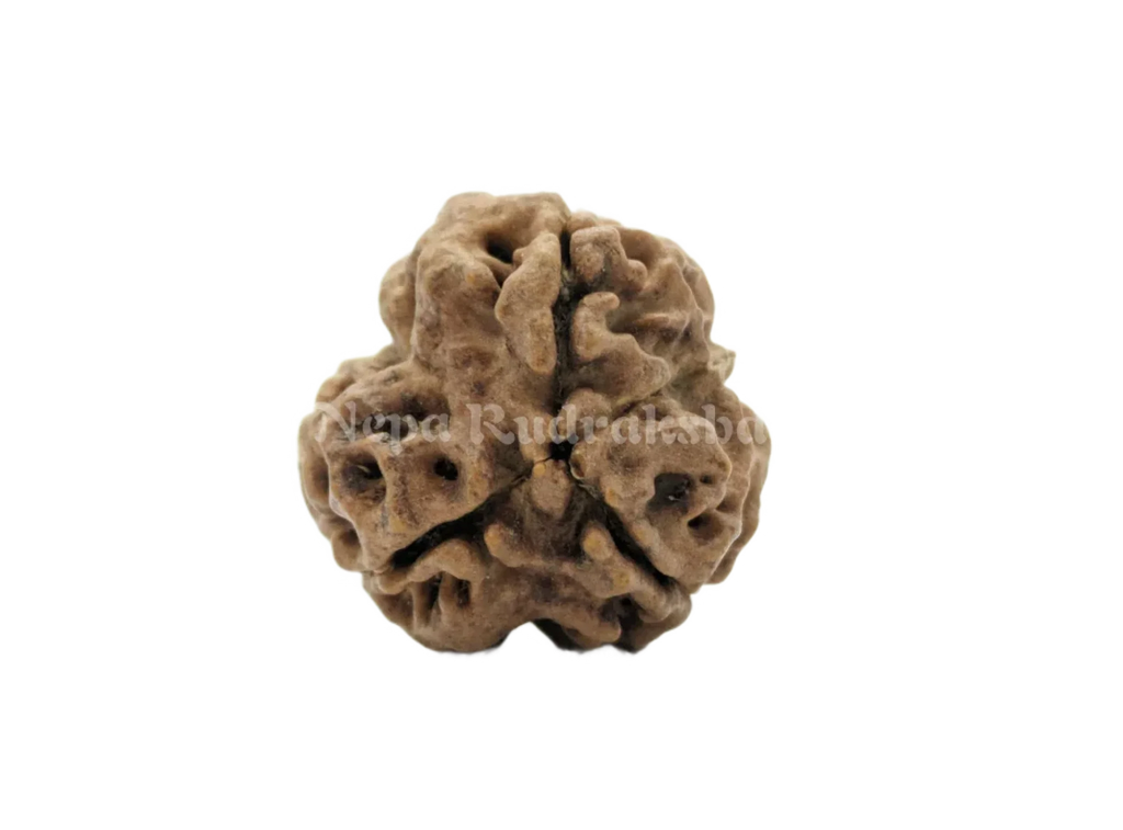 Medium sized three mukhi nepali rudraksha