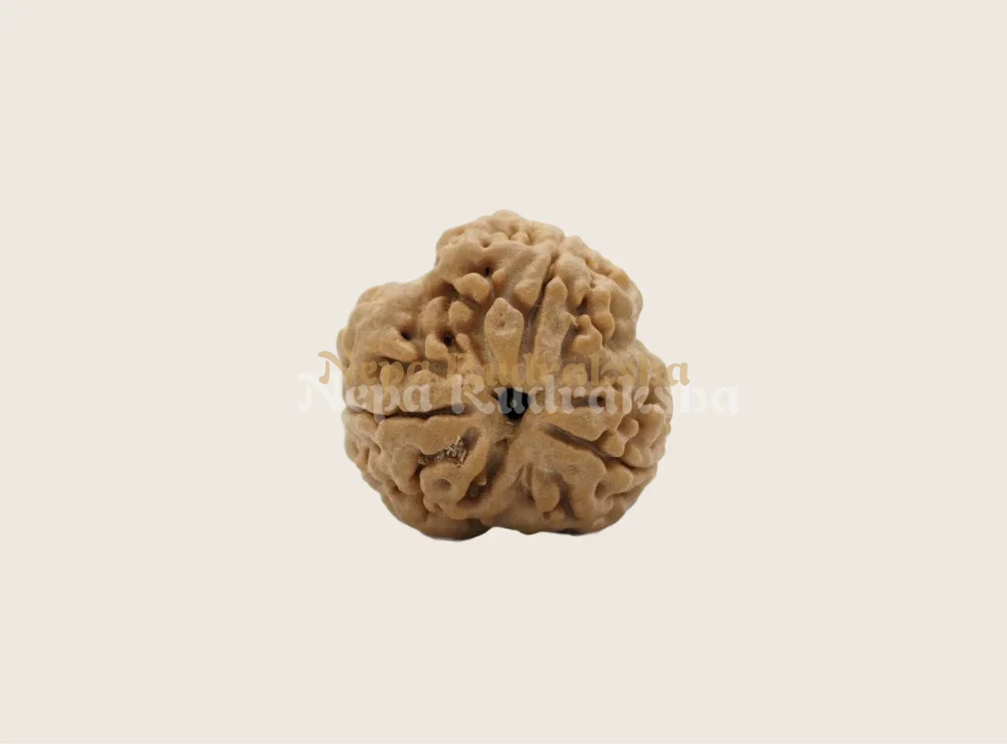 3 Mukhi (Regular) Rudraksha