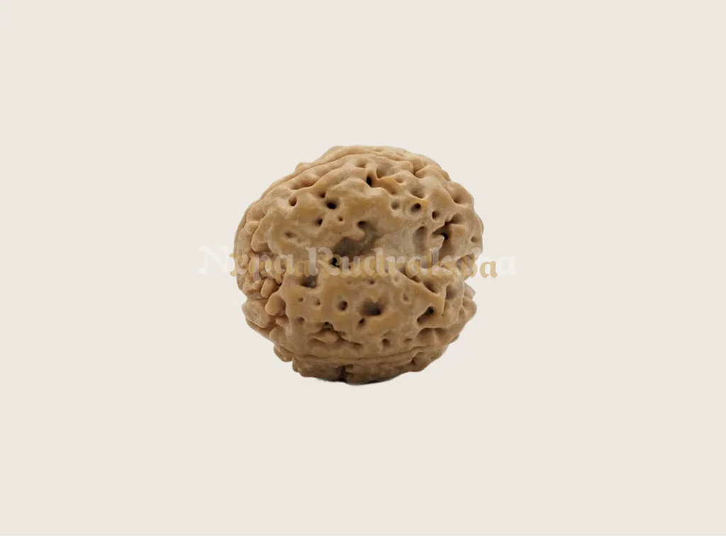 3 mukhi nepali rudraksha side view