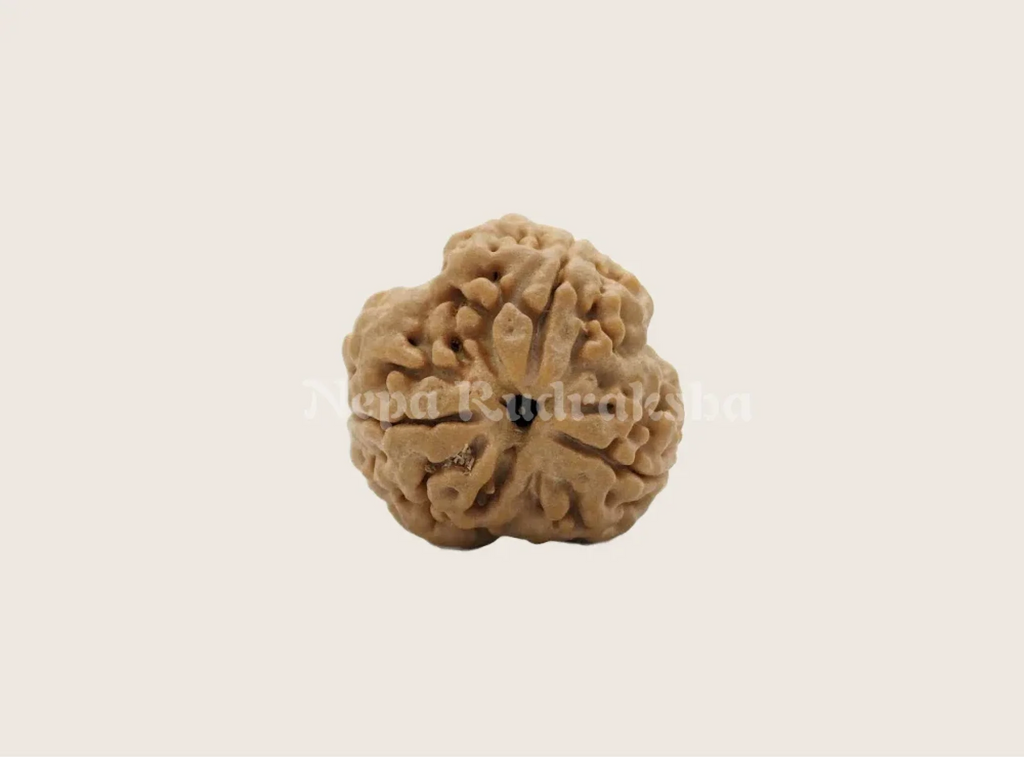 3 Mukhi nepali rudraksha