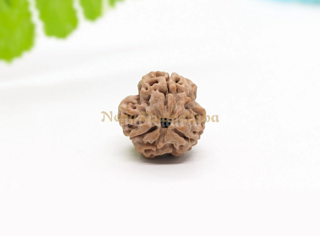 Three Mukhi Nepali Rudraksha