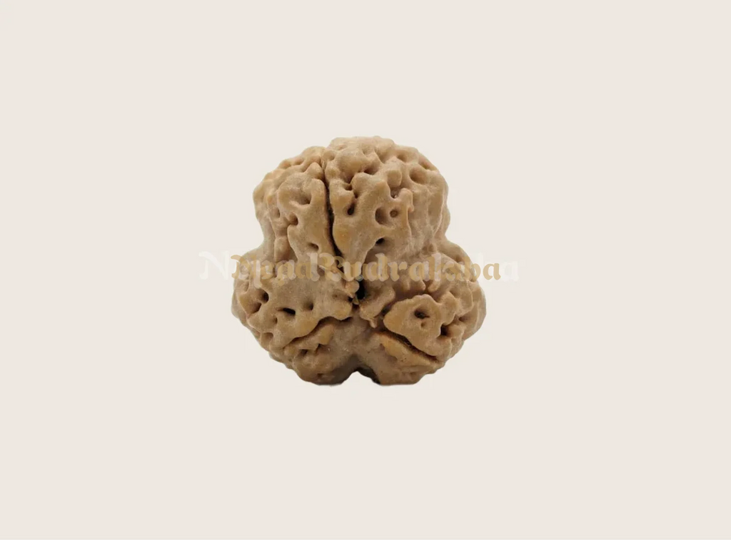 Nepali three mukhi rudraksha