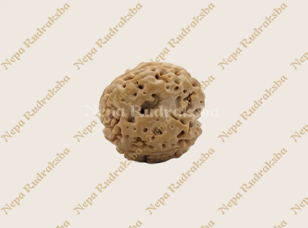 3 mukhi nepali rudraksha side view