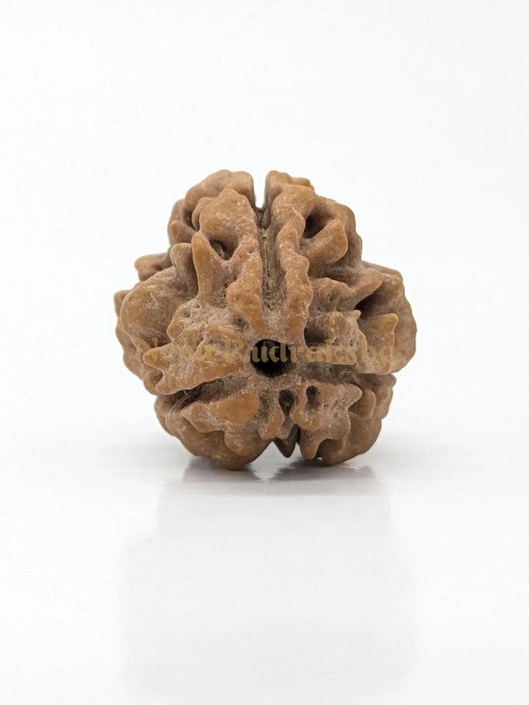 3 Mukhi (Super Collector) Rudraksha