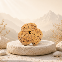 3 Mukhi (Collector) Rudraksha