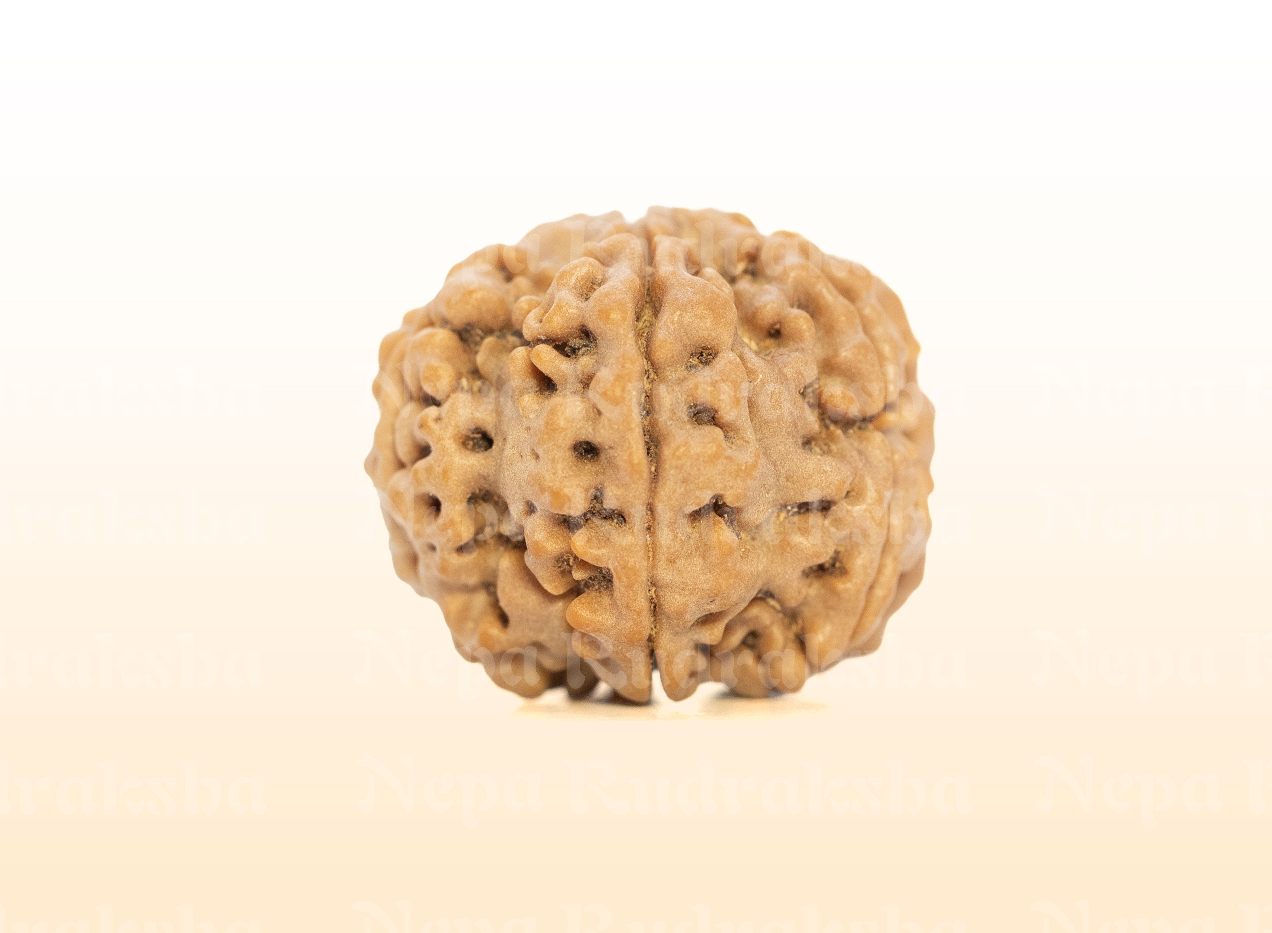 7 Mukhi (Medium) Rudraksha