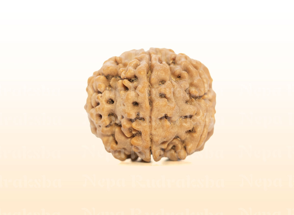 7 Mukhi (Medium) Rudraksha