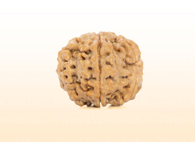 7 Mukhi (Medium) Rudraksha