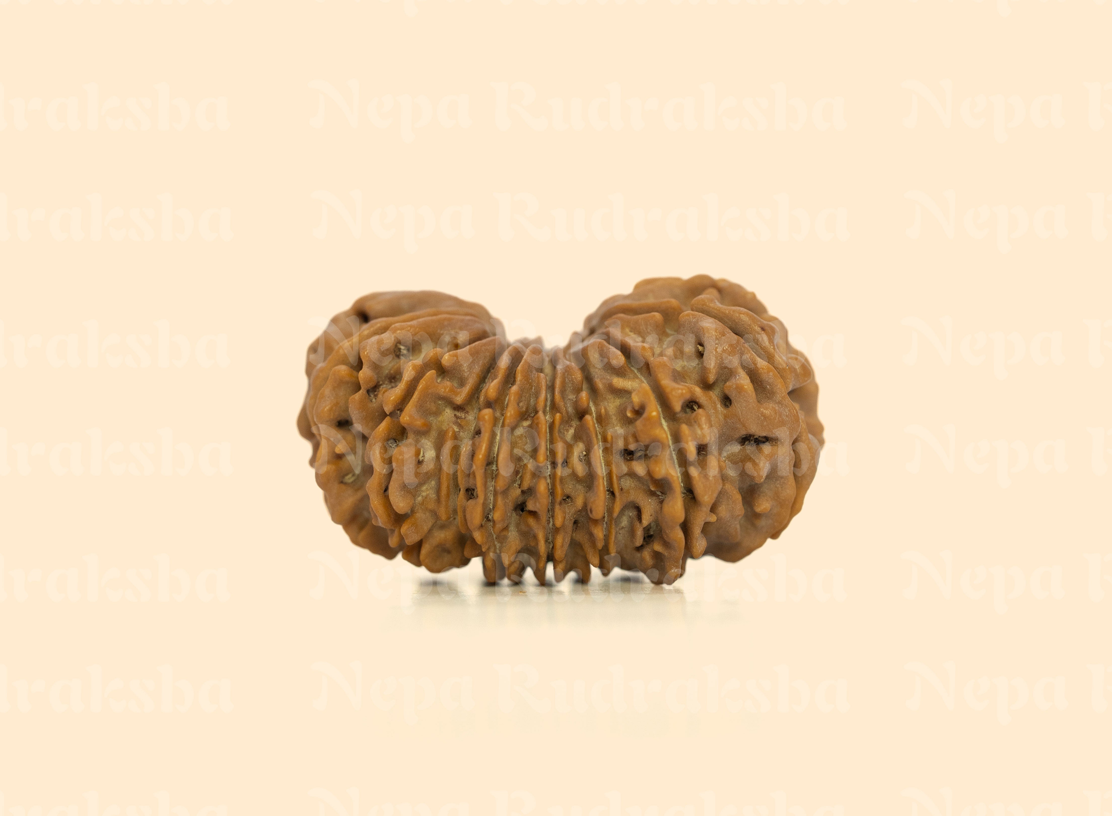18 Mukhi (Collector) Rudraksha
