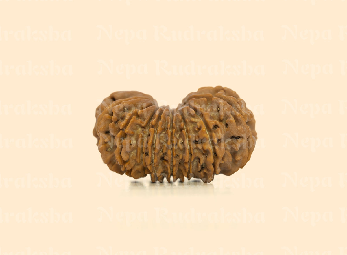 18 Mukhi (Collector) Rudraksha