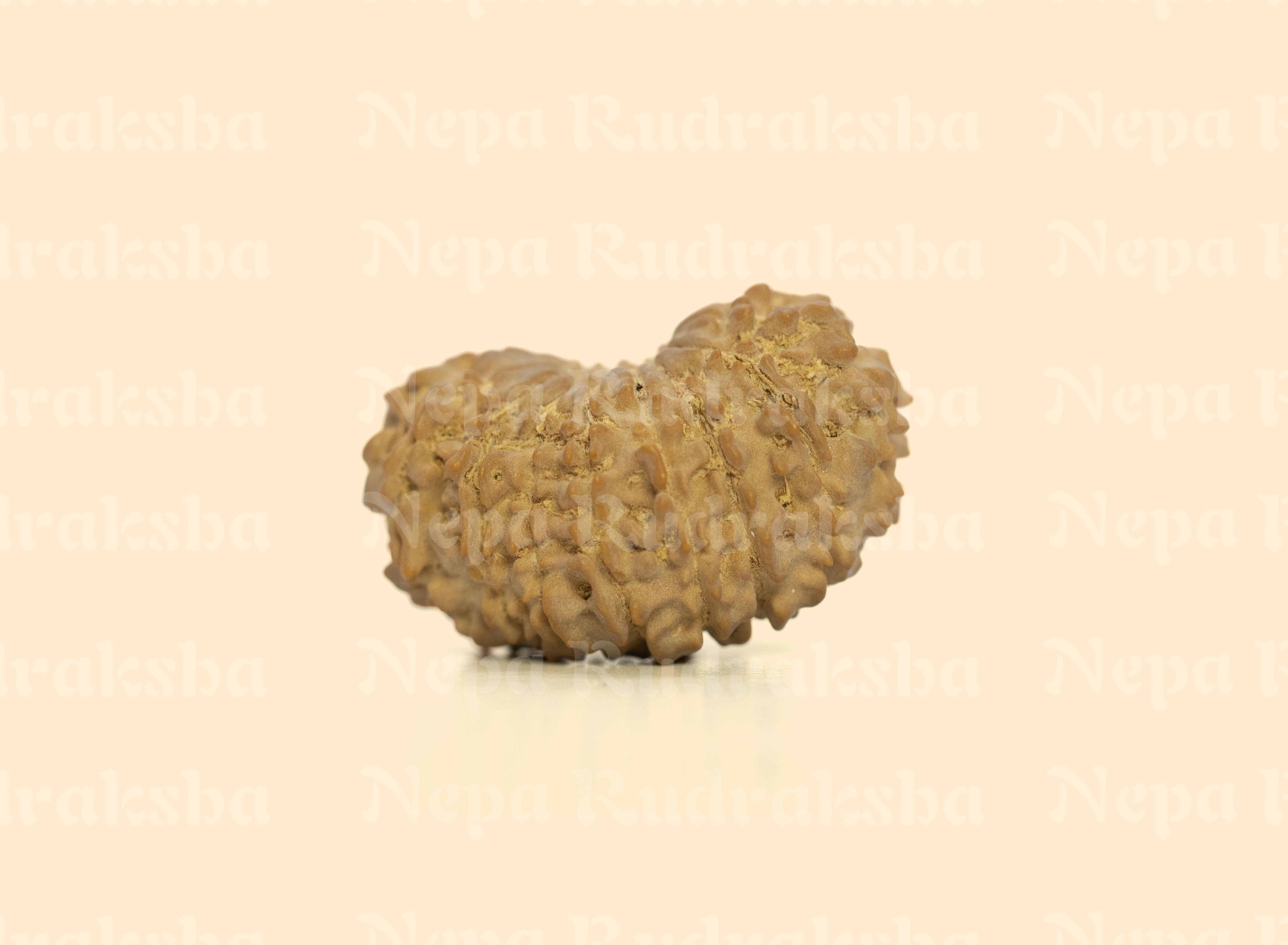 17 Mukhi (Regular) Rudraksha