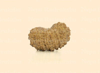 17 Mukhi (Regular) Rudraksha