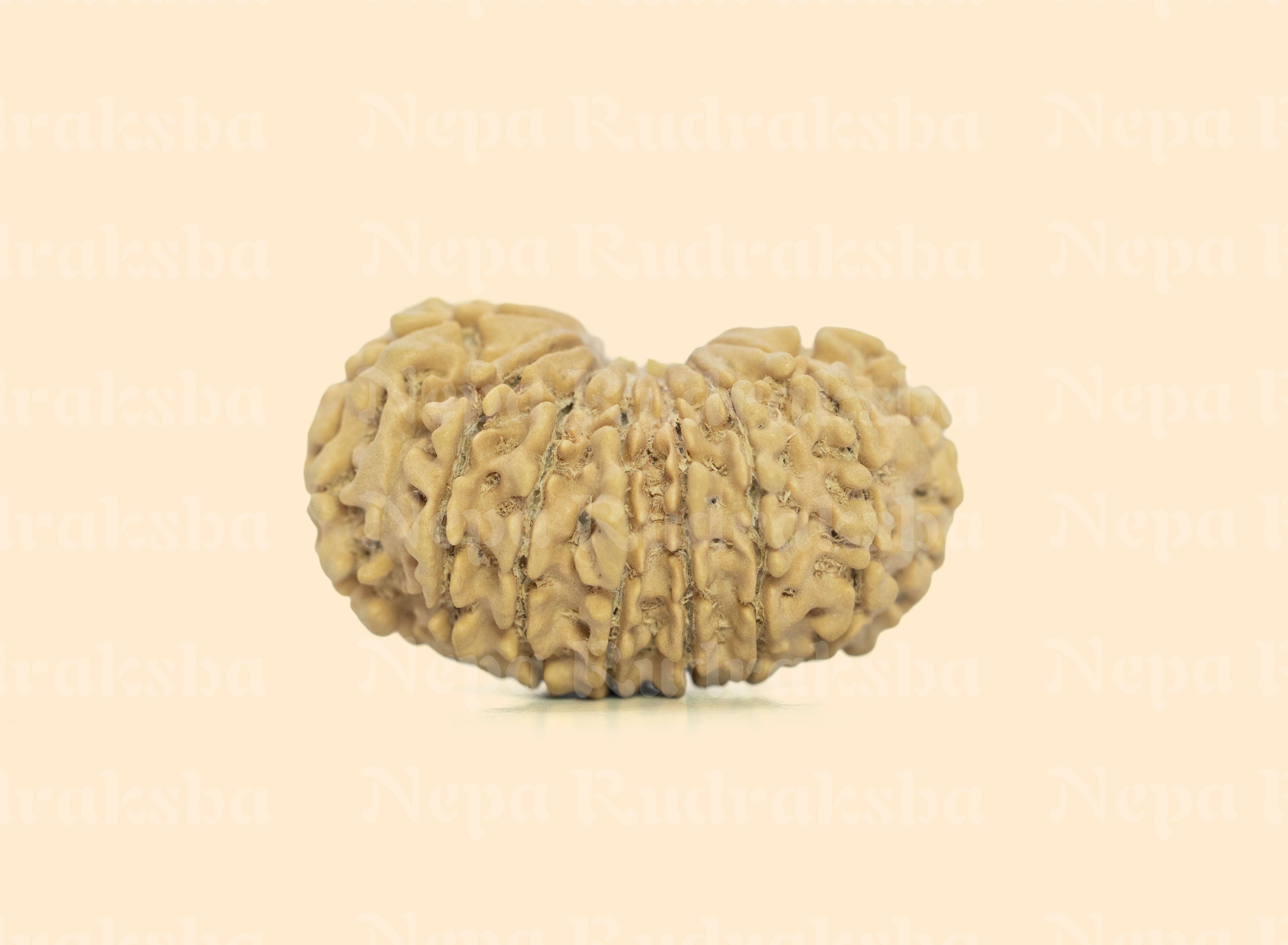 16 Mukhi (Medium) Rudraksha