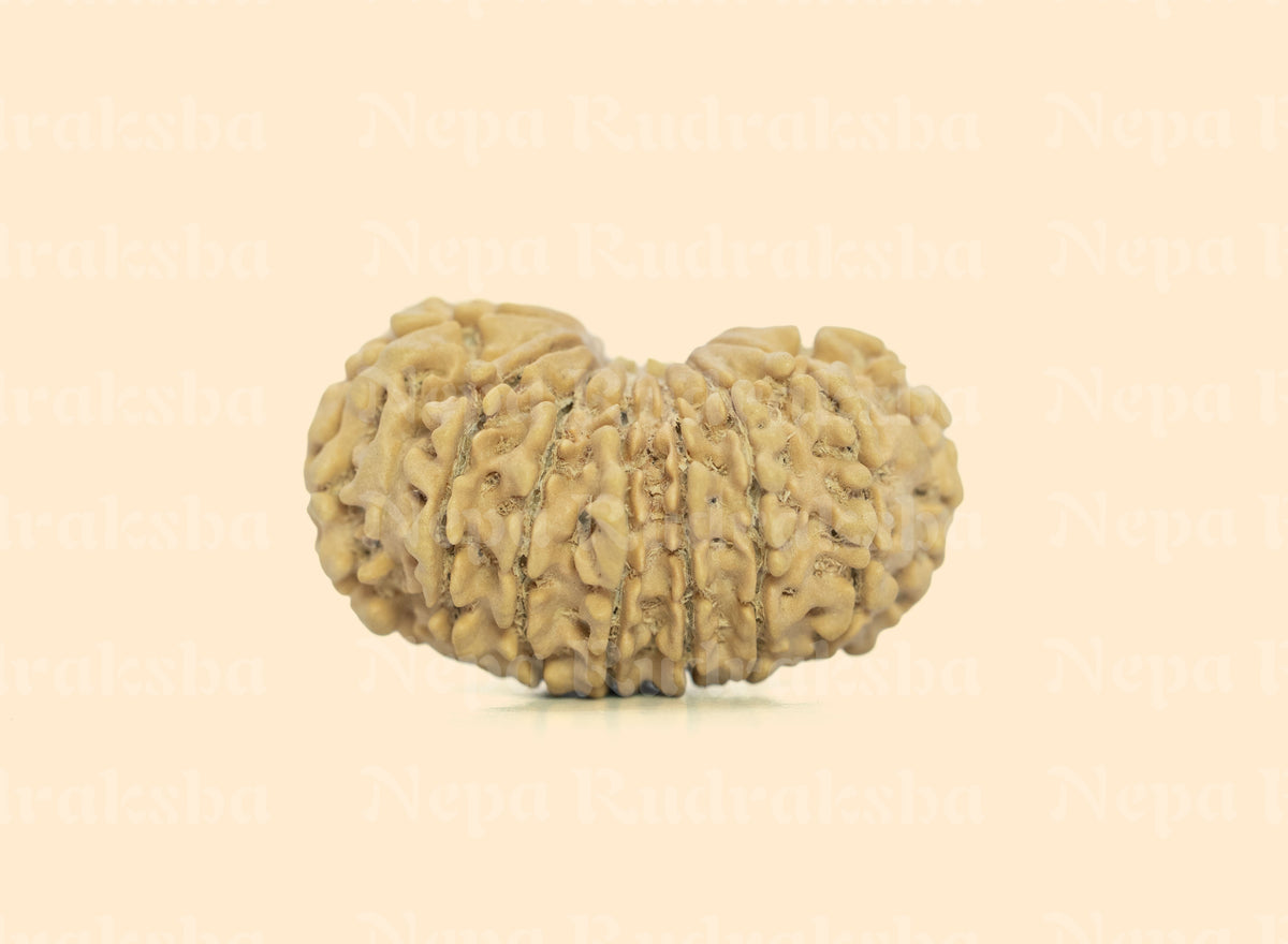 16 Mukhi (Medium) Rudraksha