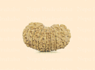 16 Mukhi (Medium) Rudraksha