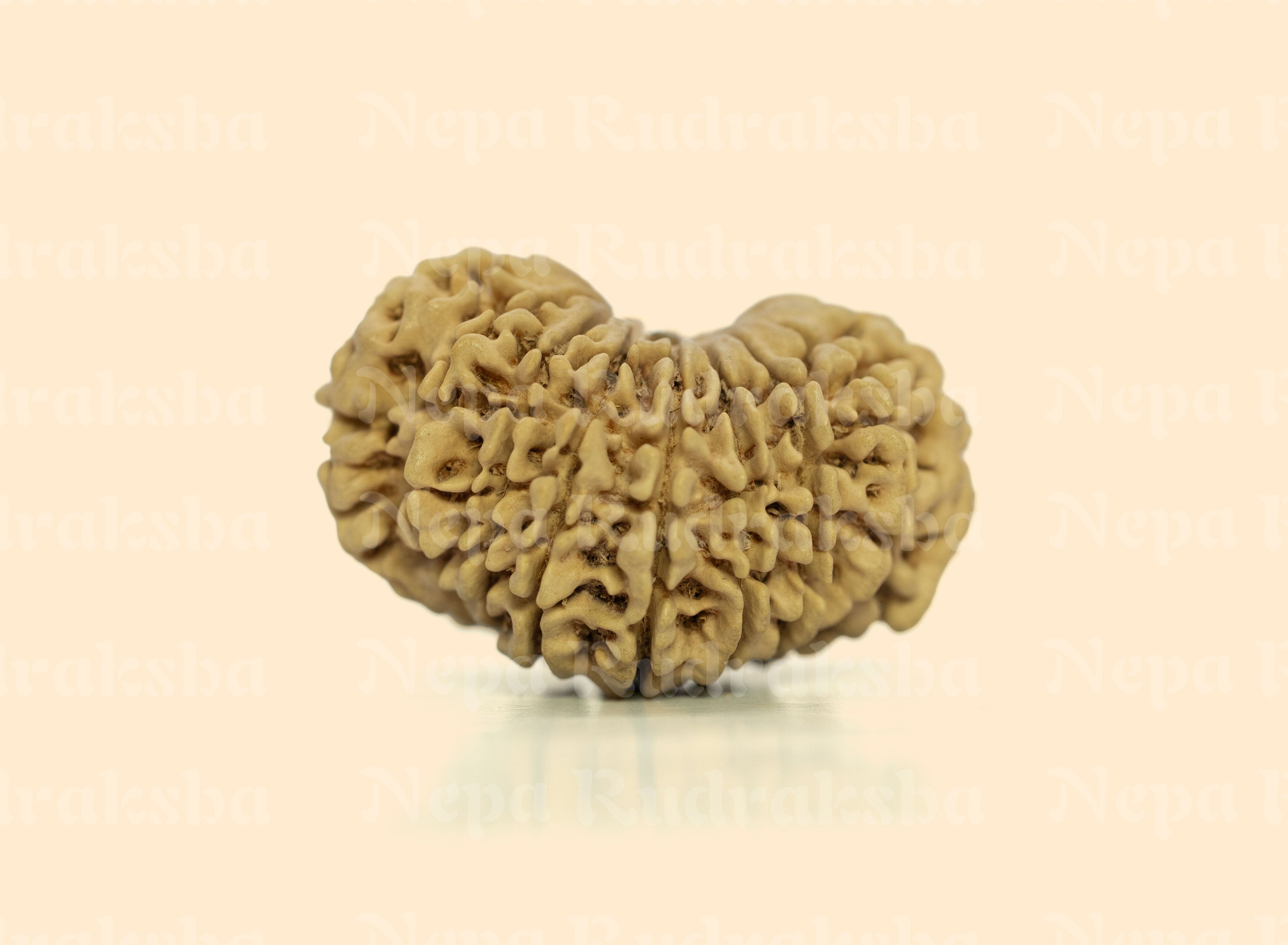 16 Mukhi (Collector) Rudraksha