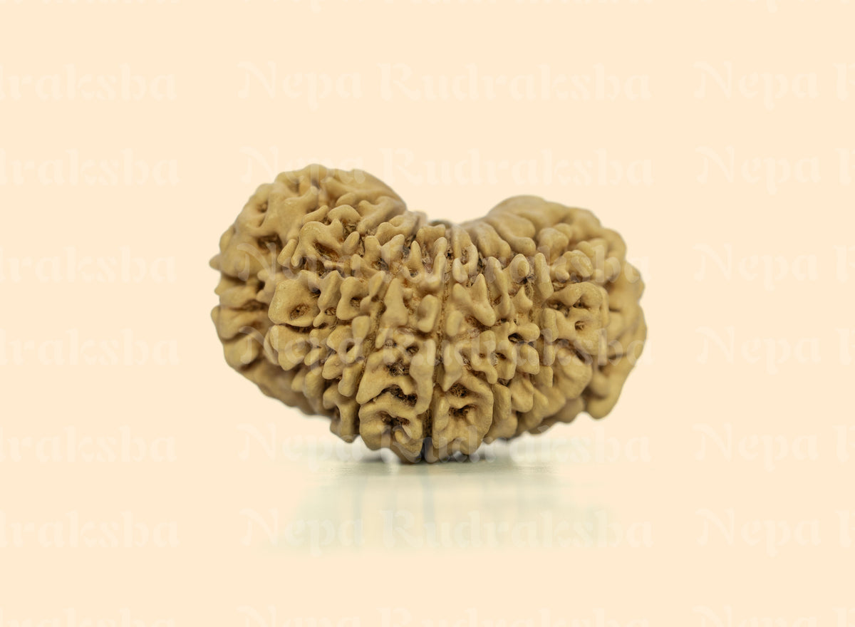 16 Mukhi (Collector) Rudraksha