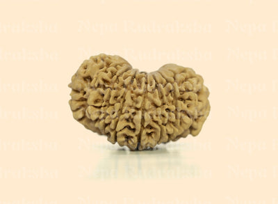 16 Mukhi (Collector) Rudraksha