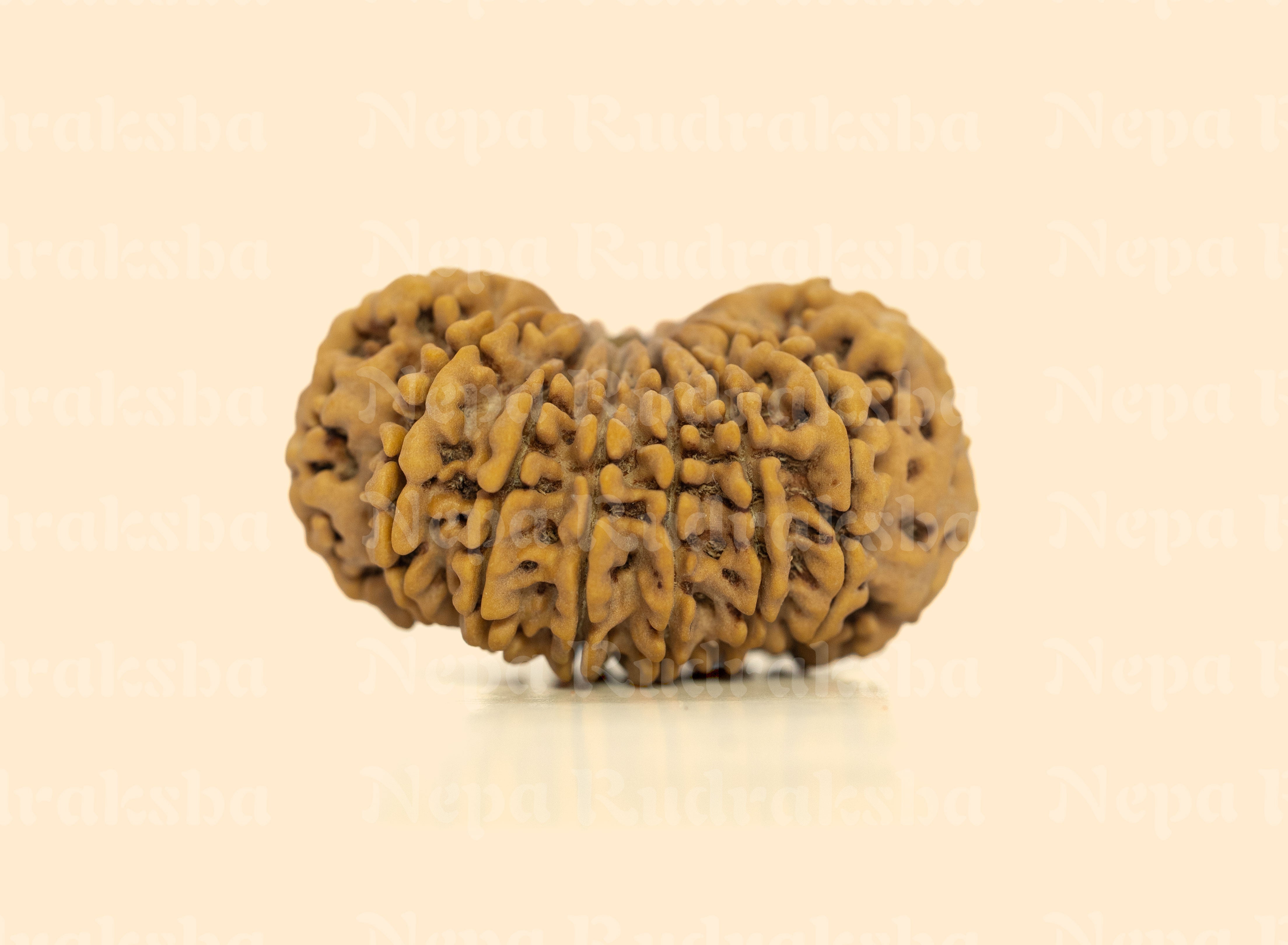 15 Mukhi (Super Collector) Rudraksha