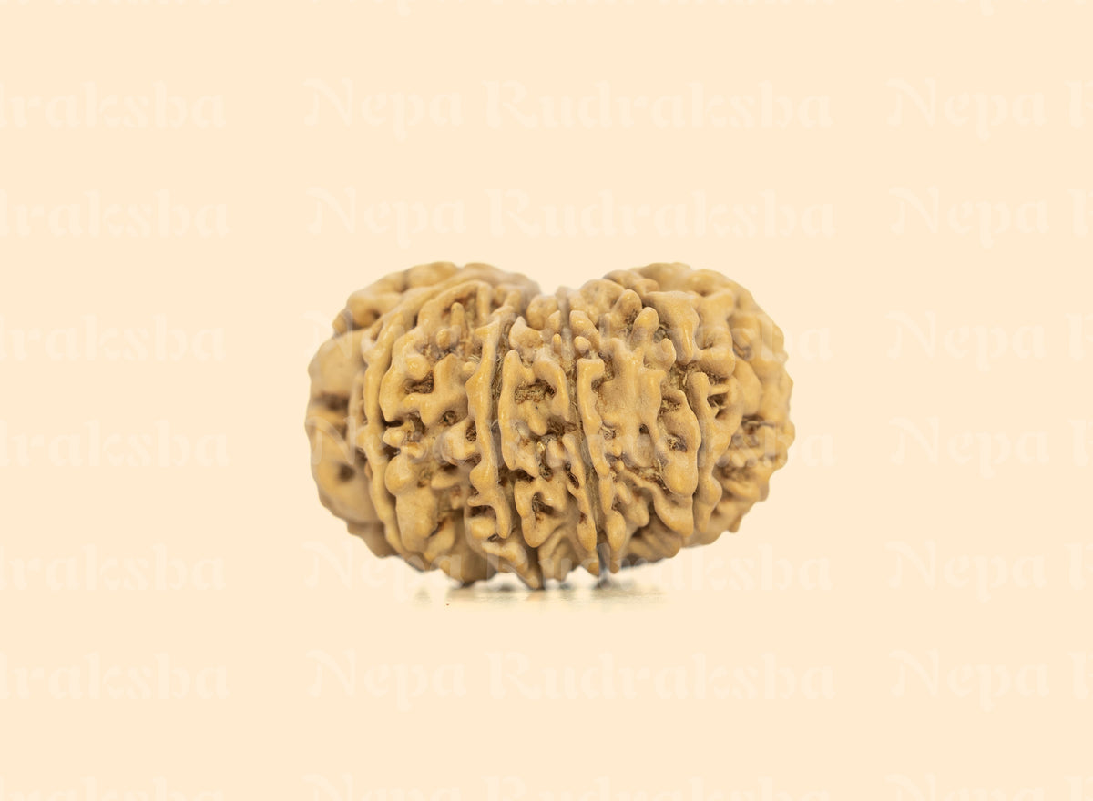 11 Mukhi (Collector) Rudraksha