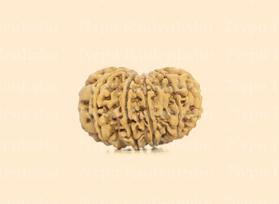 11 Mukhi (Collector) Rudraksha