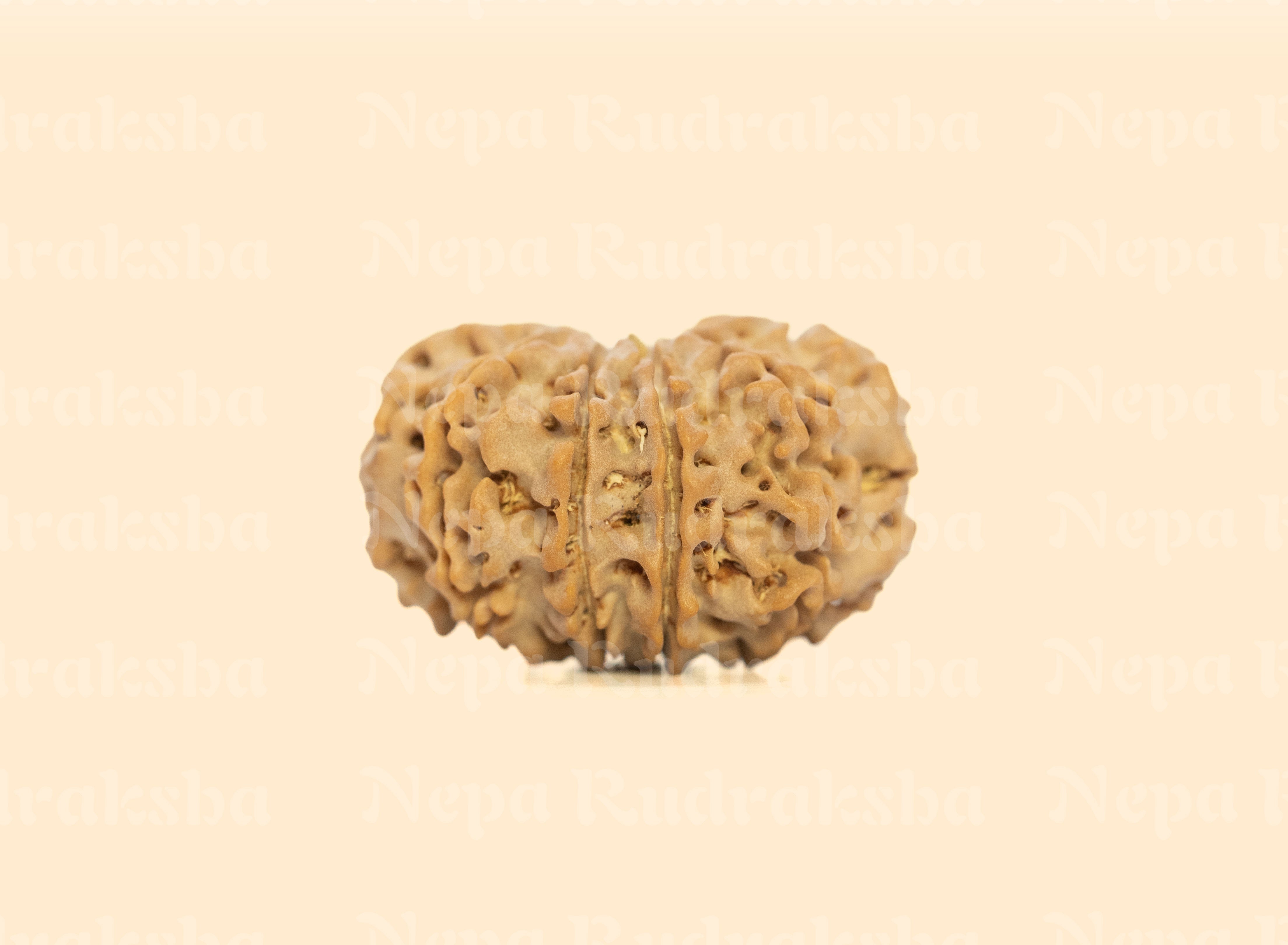 10 Mukhi (Collector) Rudraksha