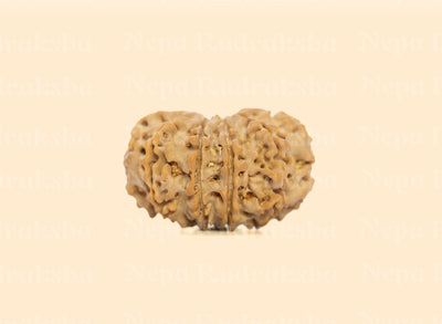 10 Mukhi (Collector) Rudraksha