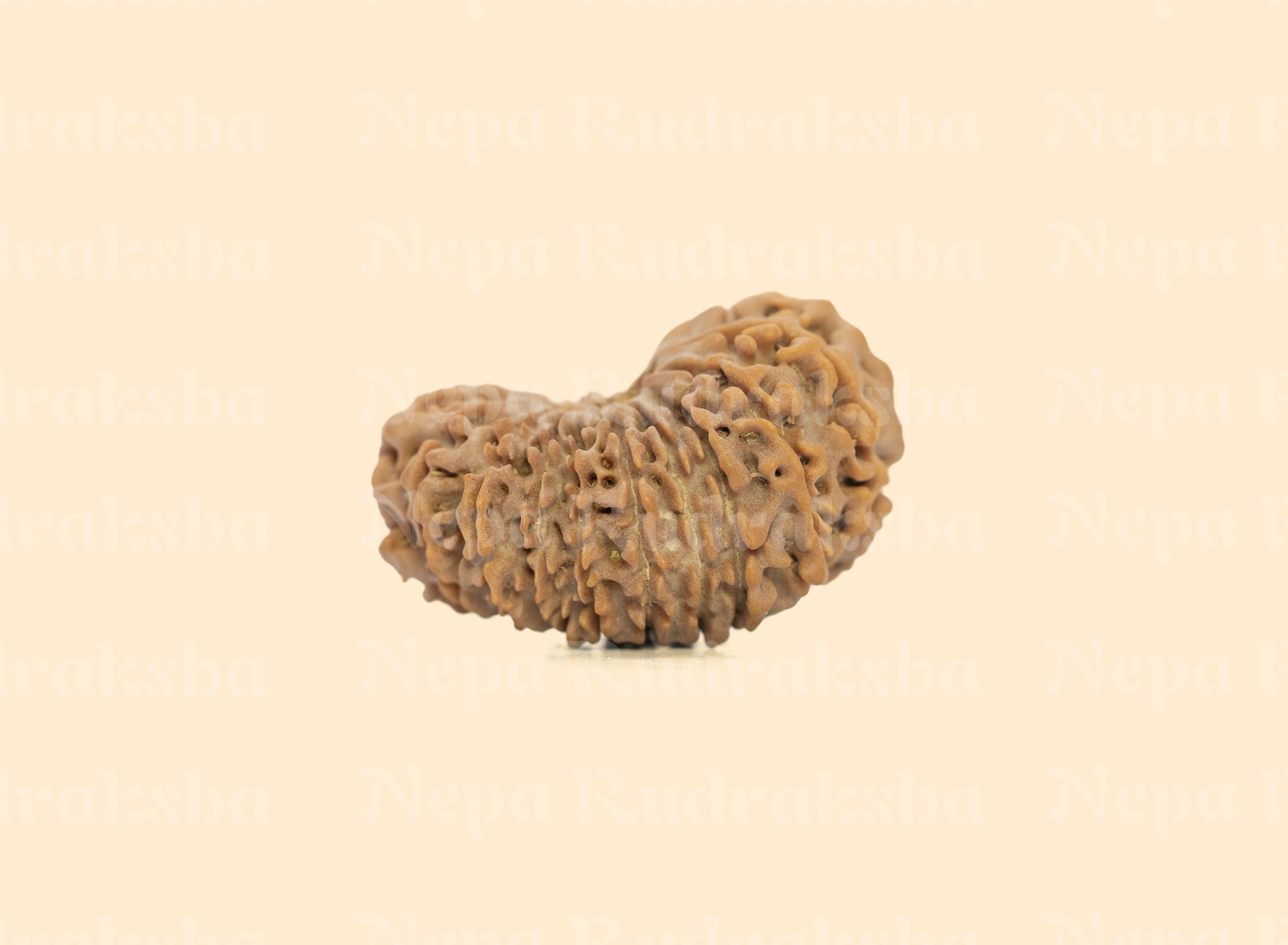 19 Mukhi (Medium) Rudraksha
