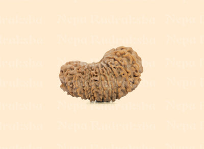 19 Mukhi (Medium) Rudraksha