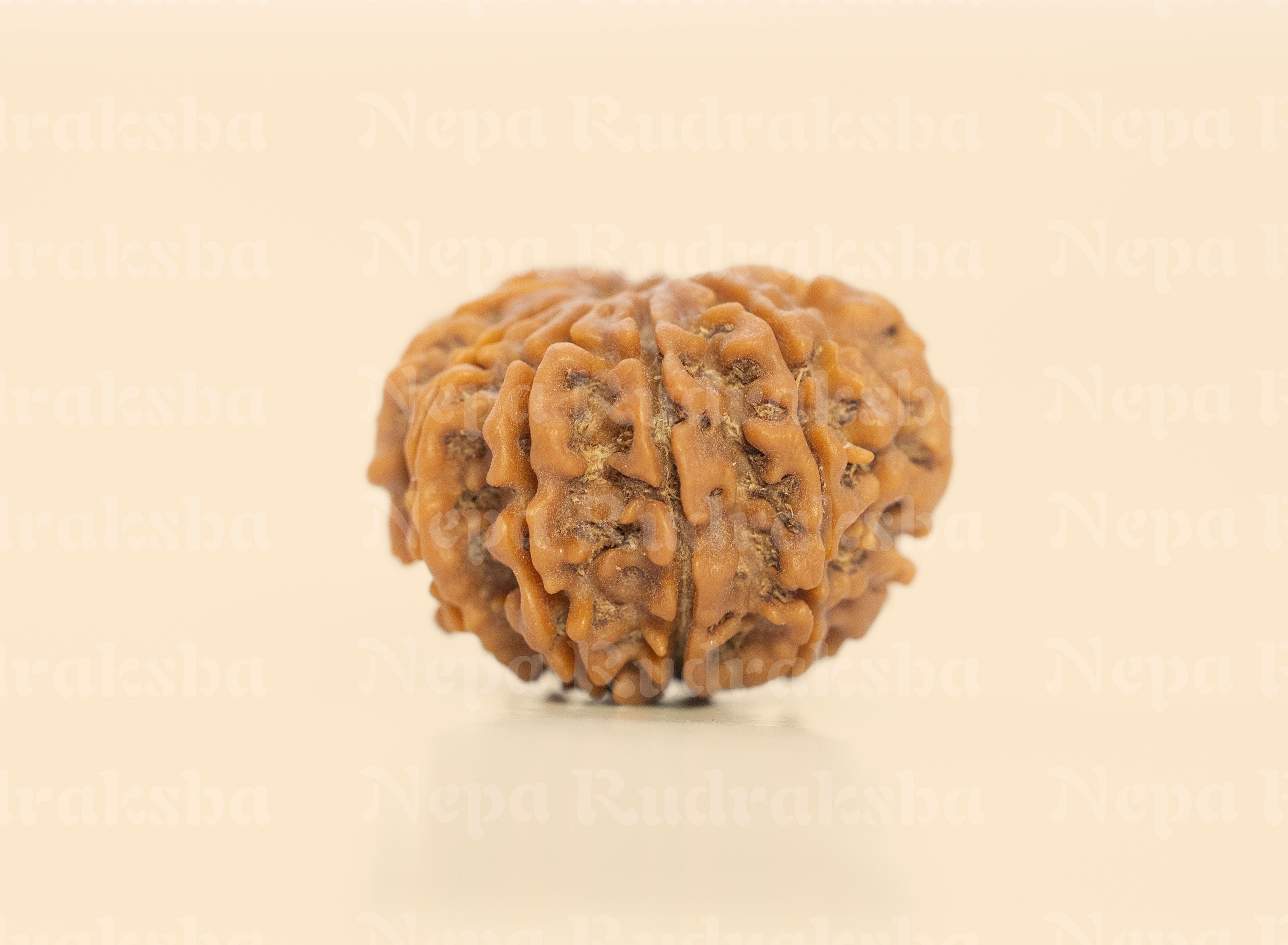 10 Mukhi (Regular) Rudraksha