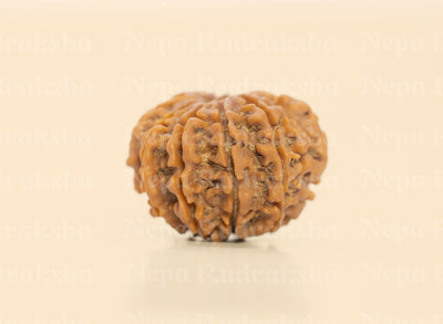 10 Mukhi (Regular) Rudraksha