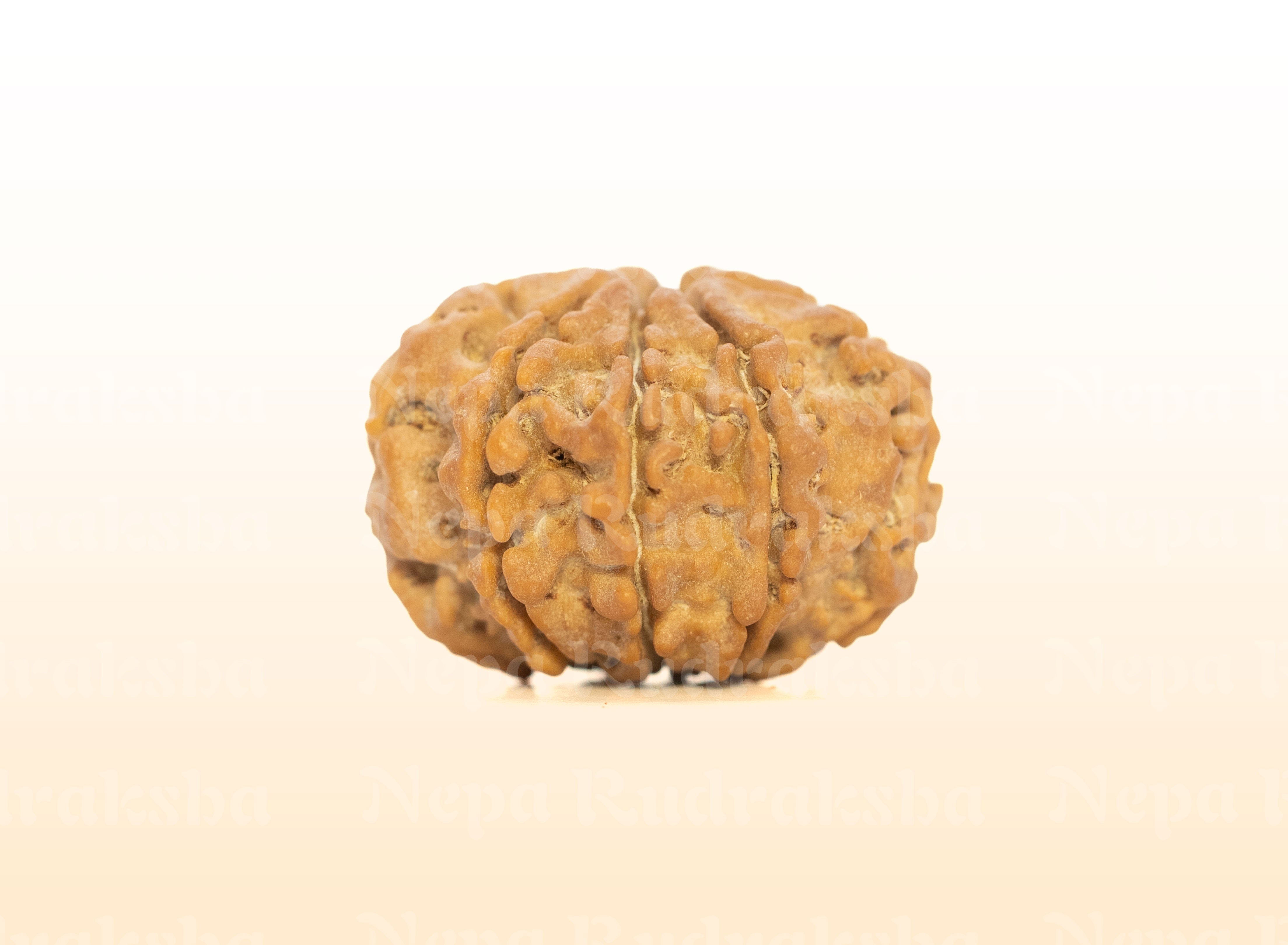 8 Mukhi (Medium) Rudraksha