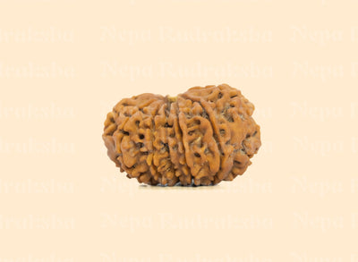 13 Mukhi (Medium) Rudraksha