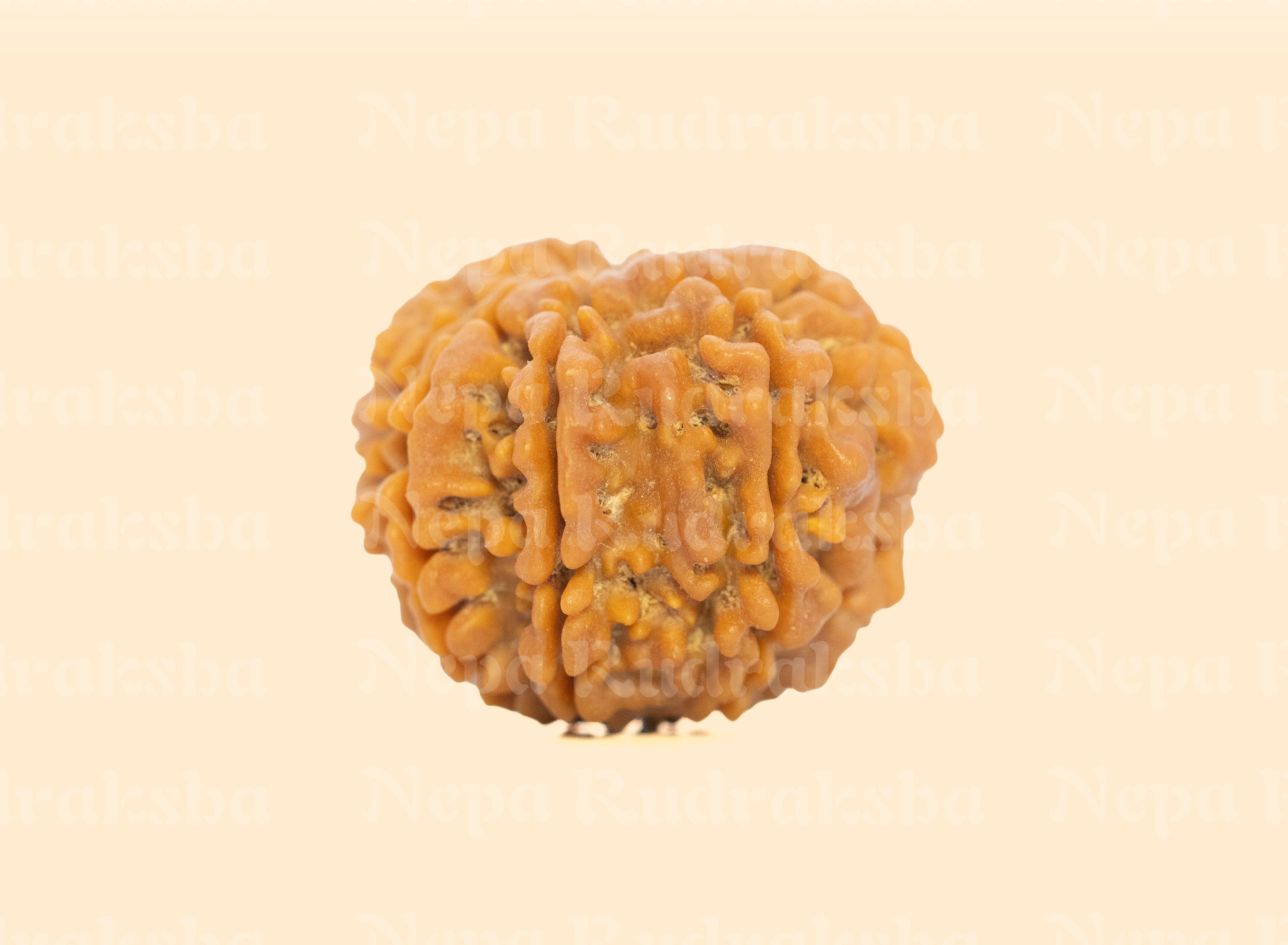 9 Mukhi (Medium) Rudraksha