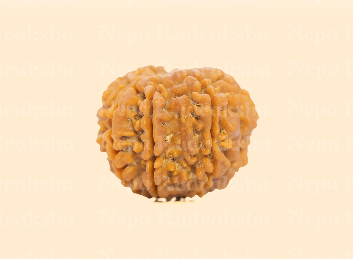 9 Mukhi (Medium) Rudraksha