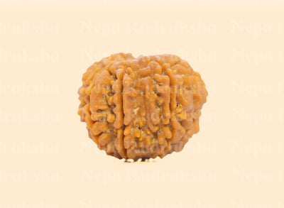 9 Mukhi (Medium) Rudraksha