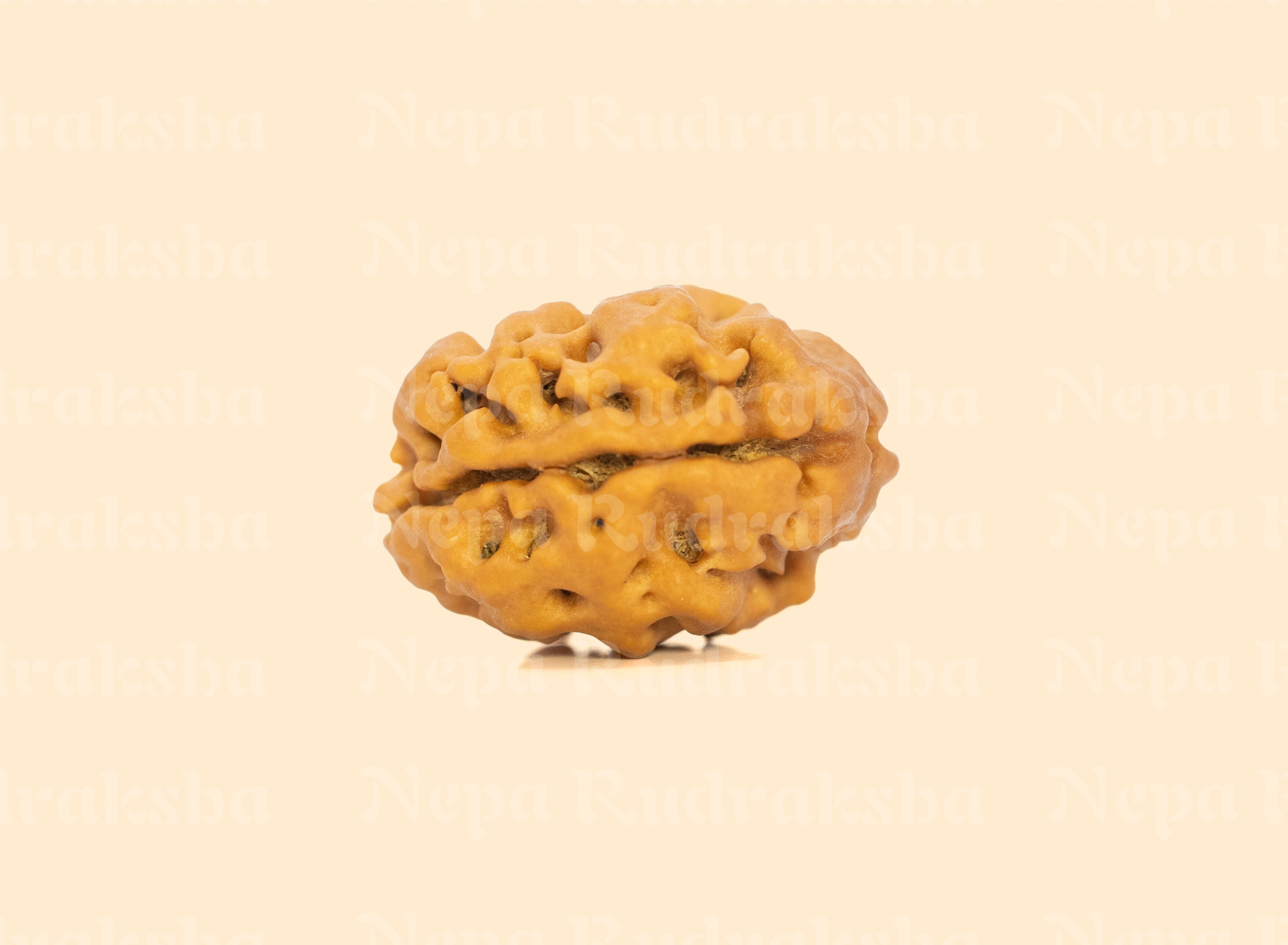 2 Mukhi (Collector) Rudraksha