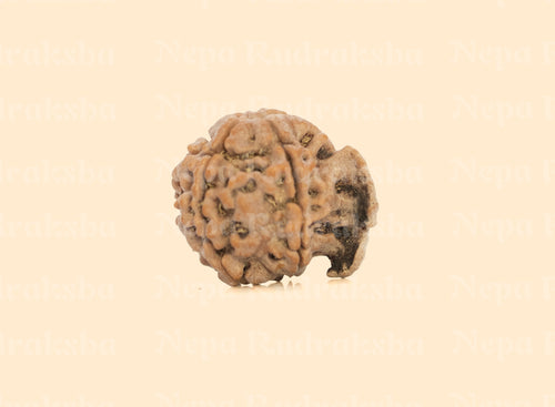 Ganesh Rudraksha